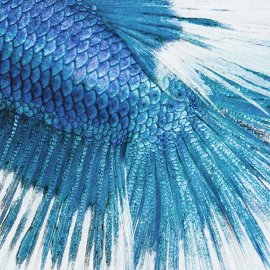 WG-873_13-125 Fish Tail