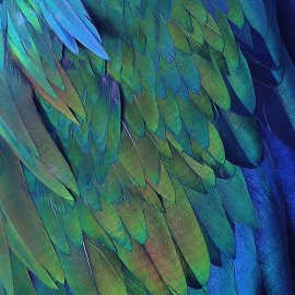 WG-875_13-127 Colourful Feathers