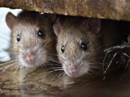 Fareler Nasıl Çoğalır?