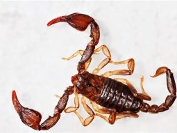 Akrep Böcek İlaçlama