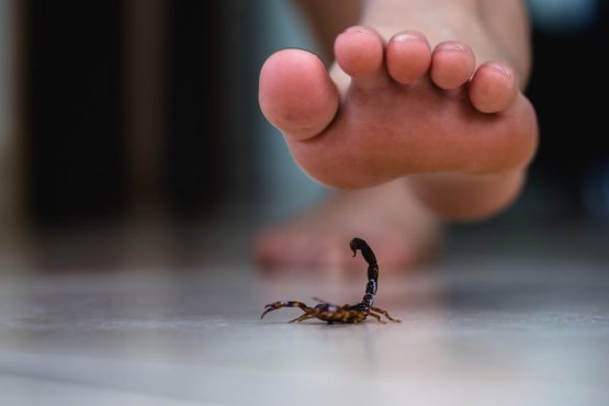 Akrep İlaçlama - Alo Böcek İlaçlama Şirketi