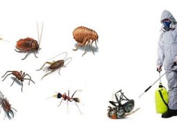 Balat Böcek İlaçlama