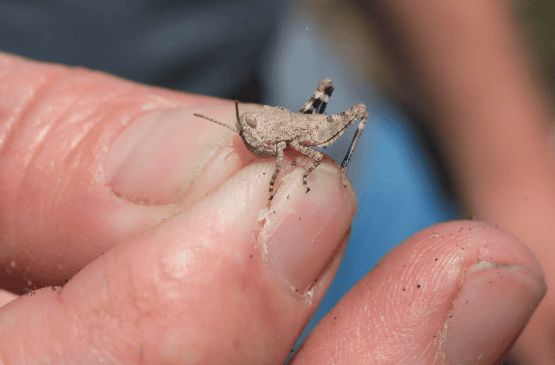 Çekirge İlaçlama - Alo Böcek İlaçlama Şirketi