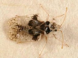 Dantel Böceği İlaçlama