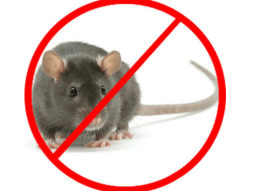 Restaurant İlaçlama