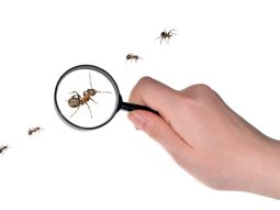 Doğancılar Böcek İlaçlama