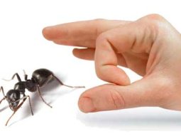 Ev İçin Doğal İlaçlama Yöntemleri ve Tarifler