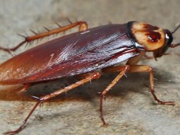 Valideçeşme Böcek İlaçlama