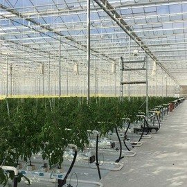 TOMATO GREENHOUSES