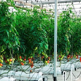 TOMATO GREENHOUSES