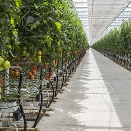TOMATO GREENHOUSES
