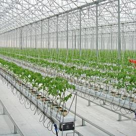 STRAWBERRY GREENHOUSES