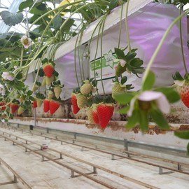 STRAWBERRY GREENHOUSES