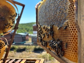 ARILIĞIMIZ VE DOĞAMIZ