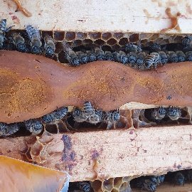 ARILIĞIMIZ VE DOĞAMIZ