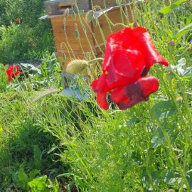 ARILIĞIMIZ VE DOĞAMIZ