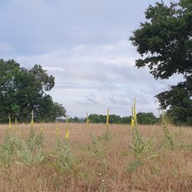 ARILIĞIMIZ VE DOĞAMIZ