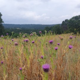 ARILIĞIMIZ VE DOĞAMIZ