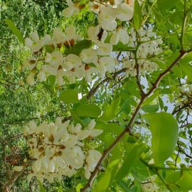 ARILIĞIMIZ VE DOĞAMIZ