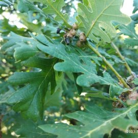 ARILIĞIMIZ VE DOĞAMIZ