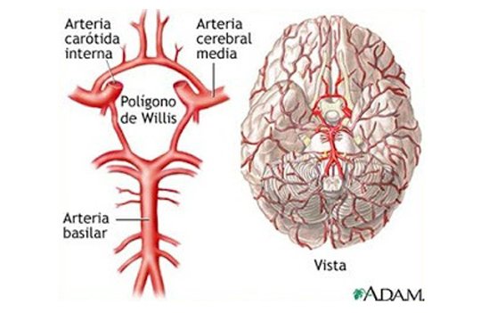 VERTEBROBAZİLER YETMEZLİK