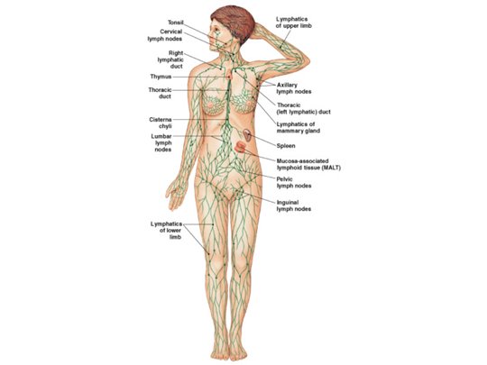 LENF DOLAŞIMININ GÖREVLERİ VE YAPISI