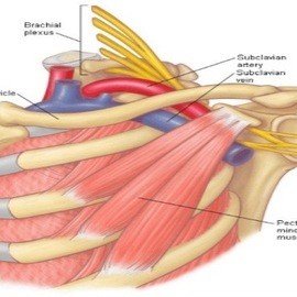 TORASİK ÇIKIŞ SENDROMU (OMUZ KAPANI)