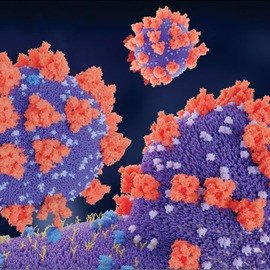 KALP DAMAR HASTALIKLARI VE COVİD-19