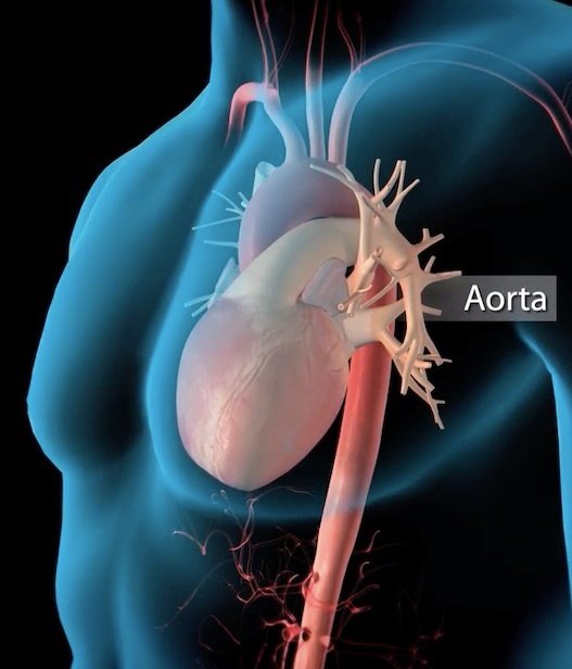 Aorta