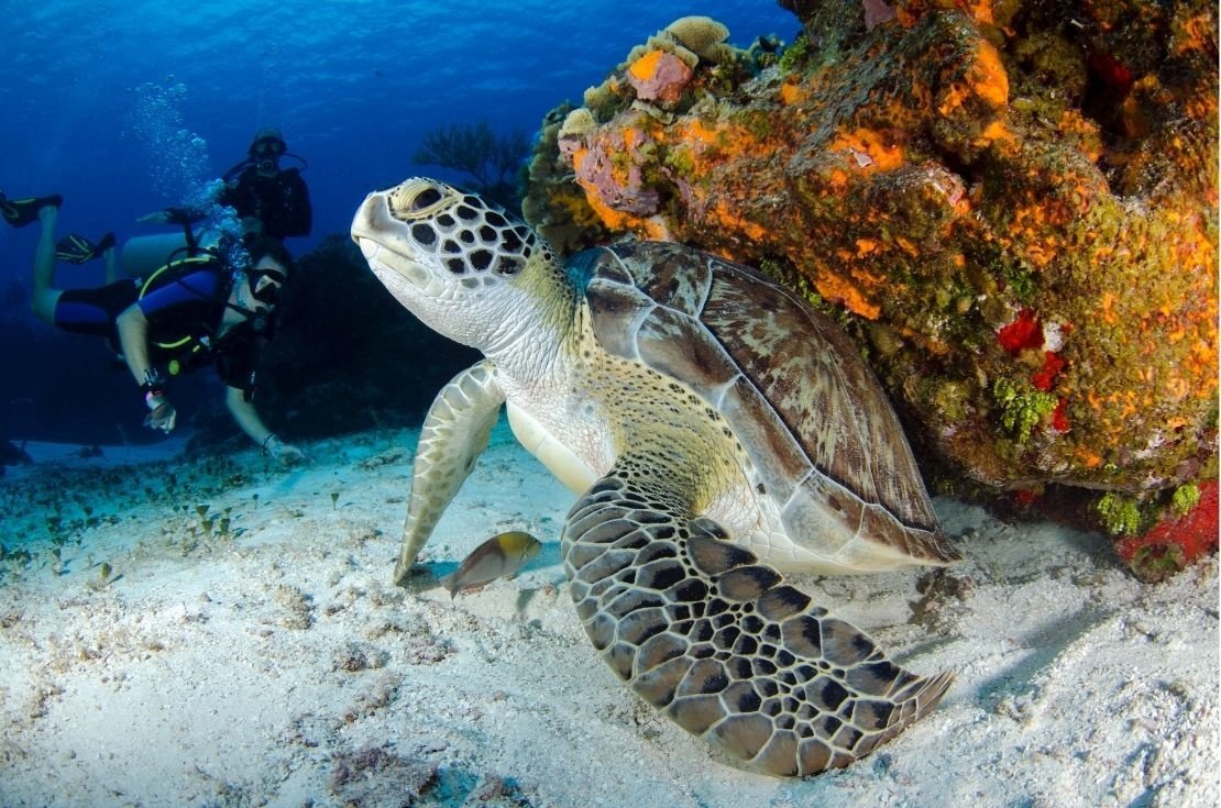 Дайвинг рядом с морской черепахой
