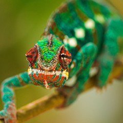 İhtişamlı bukalemum