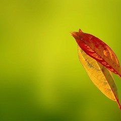 Makro çekim perspektifli yapraklar