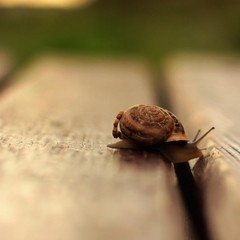 Makro Çekim Salyangoz