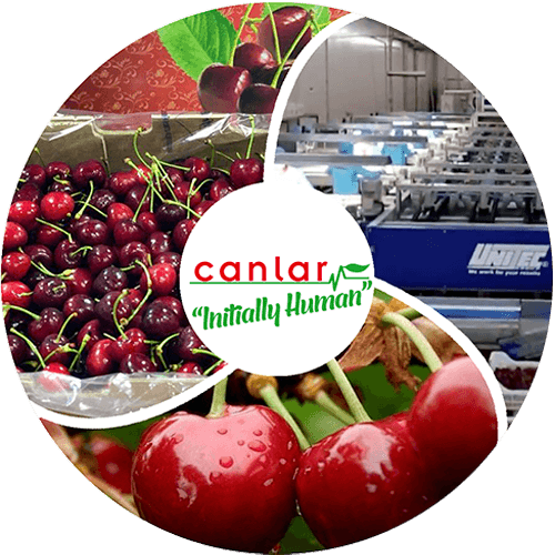 yaş-meyve-kiraz-ihracatı