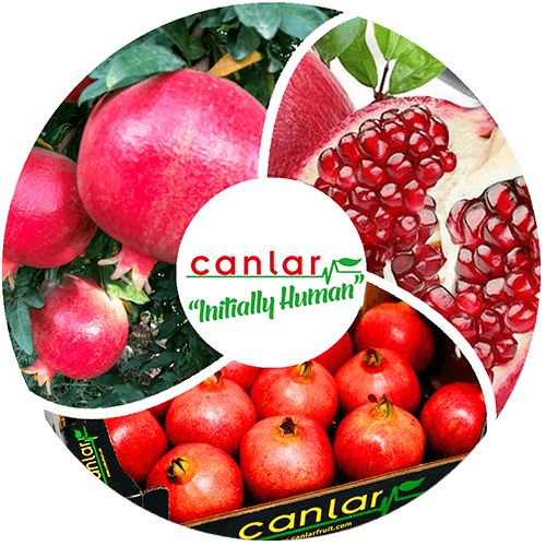 yaş-meyve-nar-ihracatı