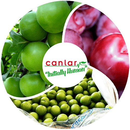 yaş-meyve-erik-ihracatı