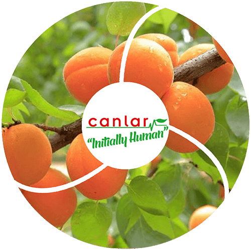 yaş-meyve-kayısı-ihracatı