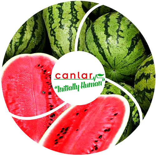 yaş-meyve-karpuz-ihracatı