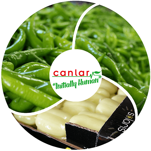 yaş-sebze-biber-ihracatı