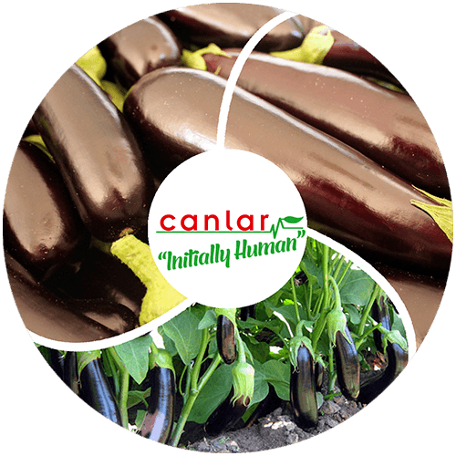 yaş-sebze-patlıcan-ihracatı