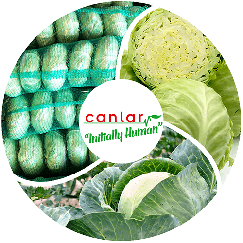 yaş-sebze-lahana-ihracatı