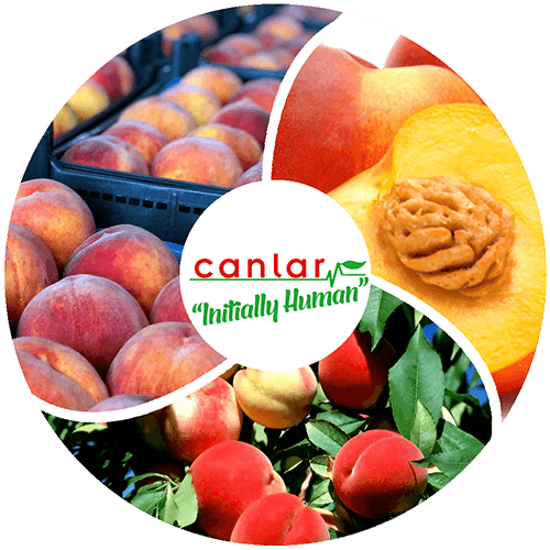 yaş-meyve-şeftali-ihracatı