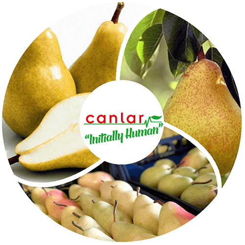 yaş-meyve-armut-ihracatı