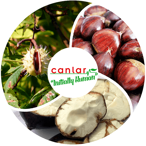 yaş-meyve-kestane-ihracatı