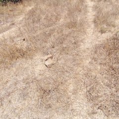 Abrek Emlak Yeşilköy Tarla (9)