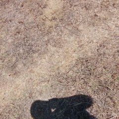 Abrek Emlak Yeşilköy Tarla (3)