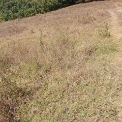 Abrek Emlak Yeşilköy Tarla (1)