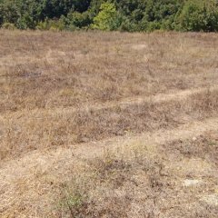 Abrek Emlak Yeşilköy Tarla (5)