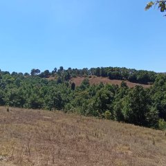 Abrek Emlak Yeşilköy Tarla (7)