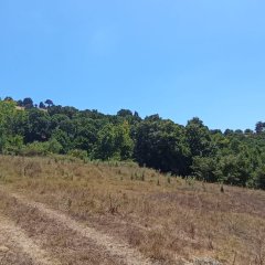 Abrek Emlak Yeşilköy Tarla (4)